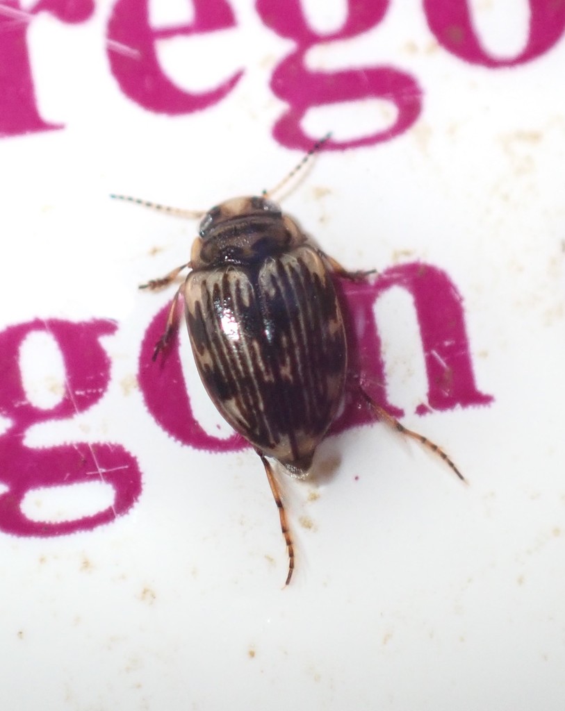 Oreodytes scitulus