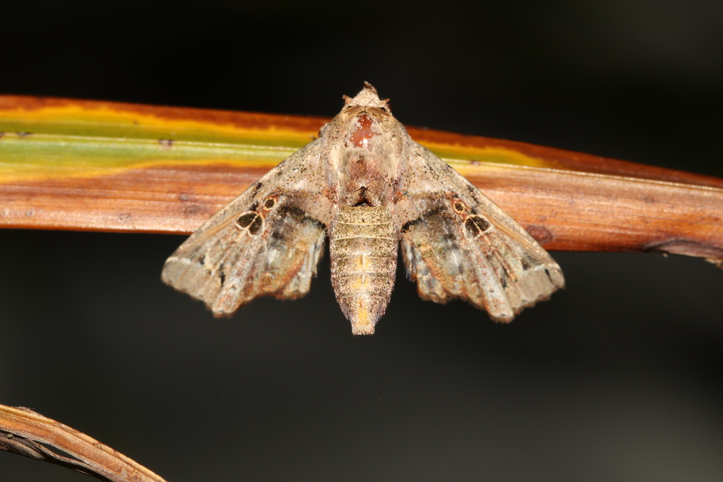 Atacira affinis