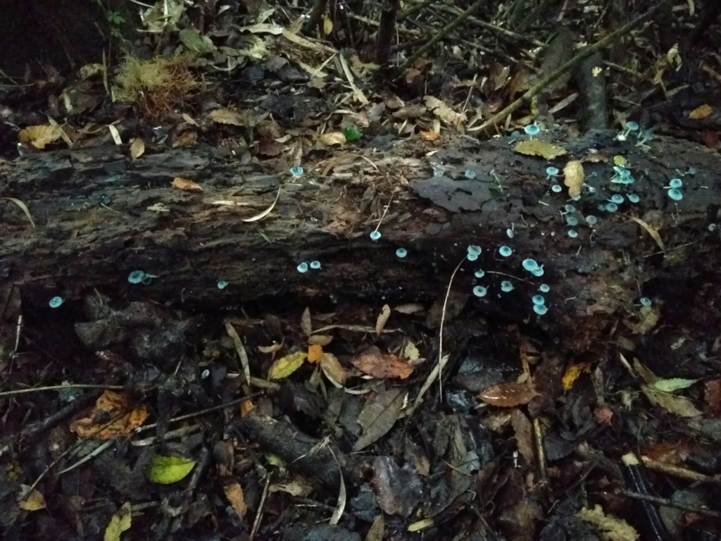 Mycena cyanocephala · June 2017 · photo: © cristianriquelme (iNaturalist, cc-by)