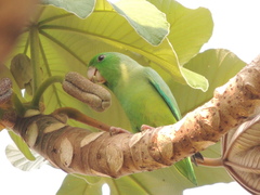 Psittacidae