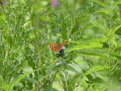Polygonia c-album