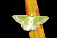 Protuliocnemis partita