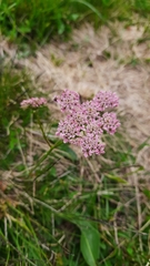 Chaerophyllum roseum