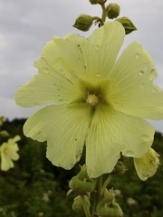 Alcea rugosa