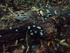 Mycena cyanocephala