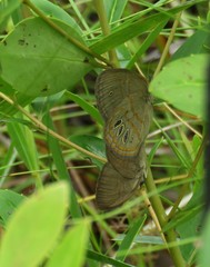 Neonympha areolatus