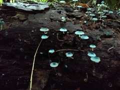 Mycena cyanocephala