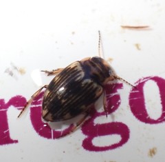 Oreodytes scitulus
