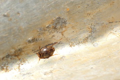 Oreodytes scitulus