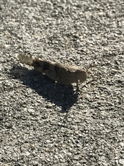 Trimerotropis pallidipennis