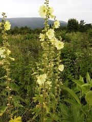 Alcea rugosa