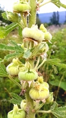 Alcea rugosa