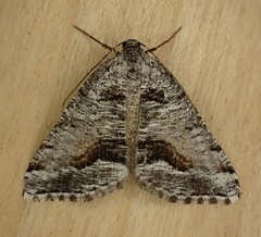 Macaria colata