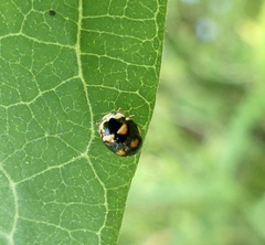 Brachiacantha decempustulata