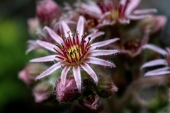 Sempervivum