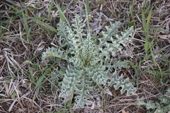 Cirsium undulatum