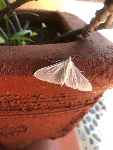 Satin White Palpita (Palpita flegia)