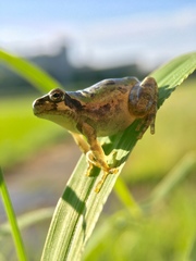 Hyla japonica
