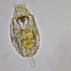 Lecane undulata
