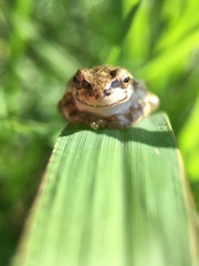 Hyla japonica