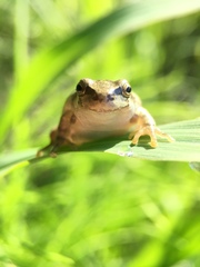 Hyla japonica