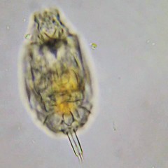 Lecane undulata