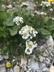 Achillea atrata