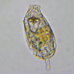 Lecane undulata