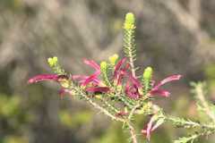 Erica abietina