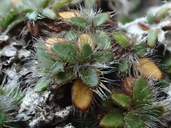 Actinotus novae-zelandiae