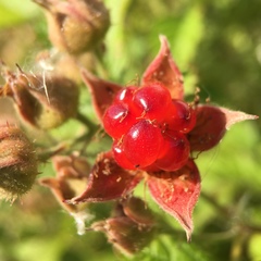 Rubus parvifolius