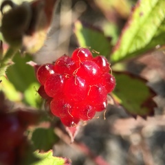 Rubus parvifolius