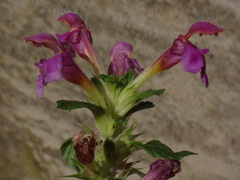 Galeopsis pubescens