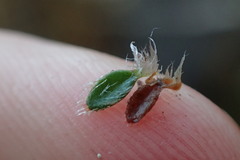 Actinotus novae-zelandiae