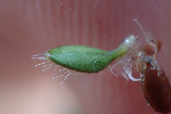 Actinotus novae-zelandiae