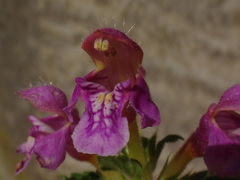 Galeopsis pubescens