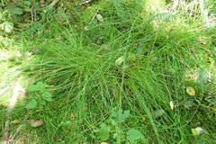 Juncus hesperius