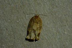 Choristoneura rosaceana