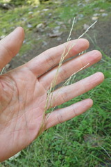 Deschampsia elongata