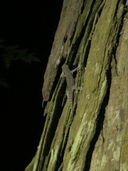 Hemidactylus stejnegeri