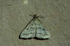 Tetanolita floridana