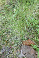 Deschampsia elongata