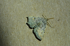 Idia aemula