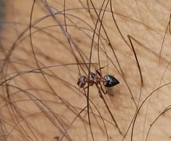 Crematogaster parapilosa