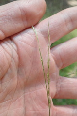 Deschampsia elongata