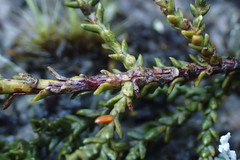 Lepidothamnus laxifolius