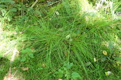 Juncus hesperius