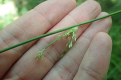 Juncus hesperius