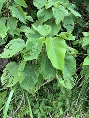 Acalypha grandibracteata
