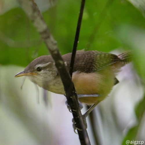 Buff-breasted Wren (Cantorchilus leucotis), photo 9